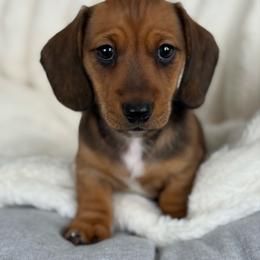 Blaze - Red male Dachshund puppy in Toledo, Illinois from Mountjoy Dachshunds