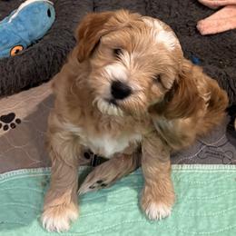 Green collar boy - Apricot male Goldendoodle puppy in Fairfield, California from Twin Sisters Doodles