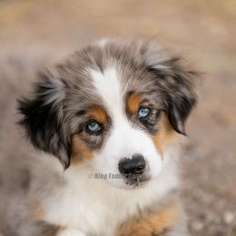 Aussiedoodle and Miniature American Shepherd Puppies from King Family Ranch