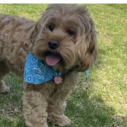Buddy  - Cockapoo
