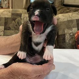 "Female Reverse Brindle 2 wks pic 1 of 2" Boxer Puppies from Justified Boxers