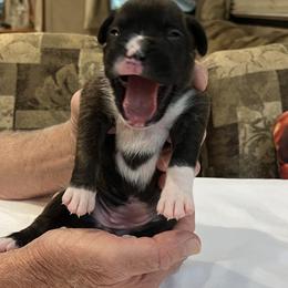 "Female Reverse Brindle 2 wks pic 1 of 2" Boxer Puppies from Justified Boxers