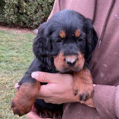 Pink - Black and tan female Gordon Setter puppy in Gordonville, Pennsylvania from Blue Ribbon Setters