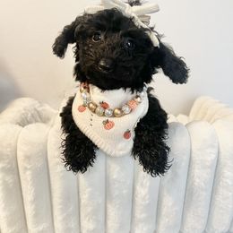 Yellow Collar - Black female Goldendoodle puppy in Gilbert, Arizona from Desert Paws Doodles