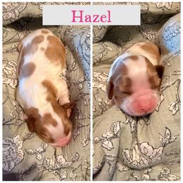 Hazel - Blenheim female Cavalier King Charles Spaniel puppy in Atwater, California from Countryside Royalty Cavaliers