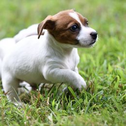 Henry - Tri-color male Russell Terrier puppy in Andover, Connecticut from Frog Hollow Farm