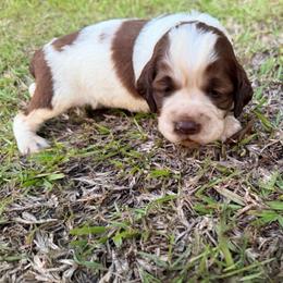 Boy 3 orange collar - Red and white male English Springer Spaniel puppy in Bonifay, Florida from Sherrouse English Springer Spaniels