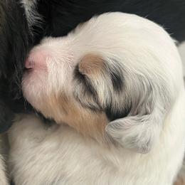 Maisy - Blue merle female Miniature Australian Shepherd puppy in Denair, California from CenCal Mini Aussies