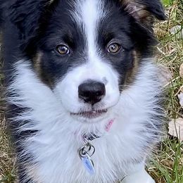 Michelle available now - Black tri-color Australian Shepherd puppy in Allenton, Wisconsin from Jump Jivin Aussies