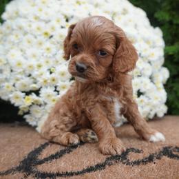 Jewel - Red and white female Cockapoo puppy in Shipshewana, Indiana from Home Raised Cockapoos