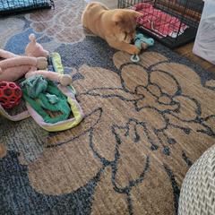 Chow Chow Puppies from Graystone Kennel