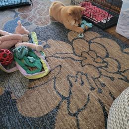 Chow Chow Puppies from Graystone Kennel