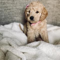 Bernedoodle and Labradoodle Puppies from Royal Doodles