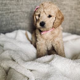 Bernedoodle and Labradoodle Puppies from Royal Doodles