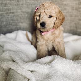 Bernedoodle and Labradoodle Puppies from Royal Doodles