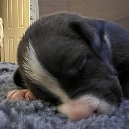 Boy 4 - American Staffordshire Terrier puppy in Spring Grove, Virginia from Lizera Bulldogs and AmStaffs