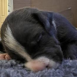 Boy 4 - American Staffordshire Terrier puppy in Spring Grove, Virginia from Lizera Bulldogs and AmStaffs