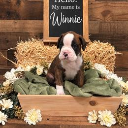 Winnie - Brindle female Boxer puppy in Grove City, Ohio from Krieger Family Boxers
