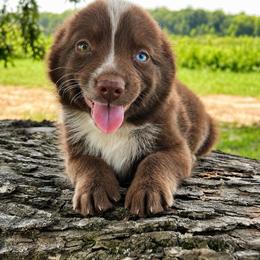 Bonfire - Red & white female Miniature Australian Shepherd puppy in White Plains, Kentucky from Garrett’s Ridge Farm
