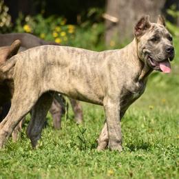 Cane Corso Puppies from Willow Creek Cane Corsos