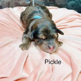 Pickle - Blue merle female Bernedoodle puppy in Pasco, Washington from Camp Doodle Woods