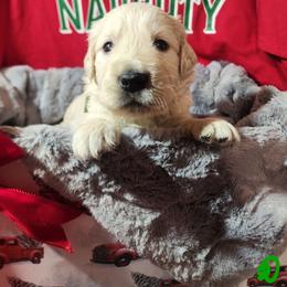 Dakota - Light golden male Golden Retriever puppy in Lucasville, Ohio from Halo Kennels