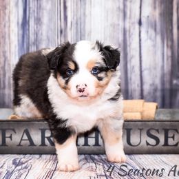 Australian Shepherd Puppies from 4 Seasons Toy and Mini Aussies