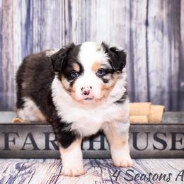 Australian Shepherd Puppies from 4 Seasons Toy and Mini Aussies