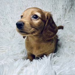 Dachshund Puppies from DachiesDash