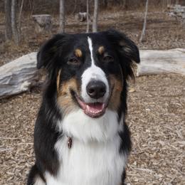 Journee - Australian Shepherd