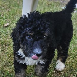 Socks - Tri-color female Bernedoodle puppy in Candia, New Hampshire from Joyful Pastures Homestead