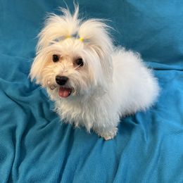 Cake - Coton de Tulear