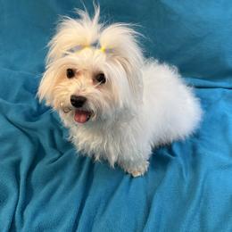 Cake - Coton de Tulear