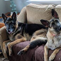 German Shepherd All Grown Up from Jane Dancosse's German Shepherds