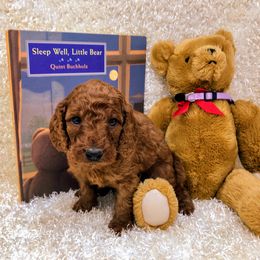 "Casper" Goldendoodle Puppies from Ming’s Dynasty Doodles