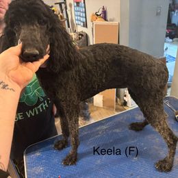 Keela - Sable Poodle puppy in Saltville, Virginia from Tumbling Creek Poodles and Doodles