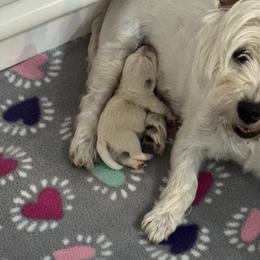 Boy 2 - White male West Highland White Terrier puppy in Alabaster, Alabama from Southern Belle Westies