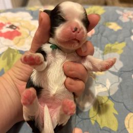 Elphaba - Black and white female Cavatzu puppy in Saint Paul, Minnesota from Amy’s Puppy Tzu