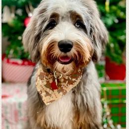 Bernedoodle puppies from Pincksten Family Doodles