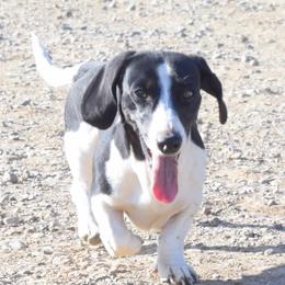 Stanley - Dachshund