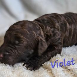 Violet - Chocolate female Goldendoodle puppy in Kansas City, Missouri from Poppy's Doodles