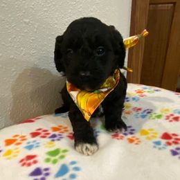 Jax - Black and white male Cockapoo puppy in Brookings, South Dakota from Hofer Pups