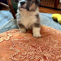 Charlotte - Sable female Pembroke Welsh Corgi puppy in Northampton, Massachusetts from Lola’s Corgis