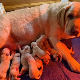 Buck - Yellow male Labrador Retriever puppy in Hartland, Vermont from Enlightened Labs