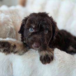 Pineapple - Brown and white male Aussiedoodle puppy in North Royalton, Ohio from Johnson's Doodles