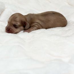 Greta - Cream female Dachshund puppy in San Diego, California from Enchantables