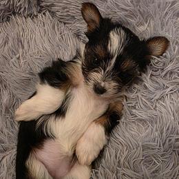 Blossom - Parti female Yorkshire Terrier puppy in Duncan, South Carolina from Sonshine Yorkies