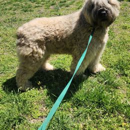 Dublin - Bouvier des Flandres