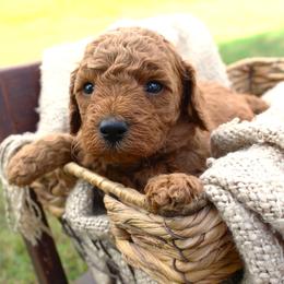 Jack- Male- AKC Mini Poodle- Stokesdale, NC - Red  male Poodle puppy in Stokesdale, North Carolina from His and Hers Poodles and Doodles