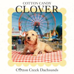 Clover - Cream female Dachshund puppy in Jenks, Oklahoma from Cotton Creek Dachshunds